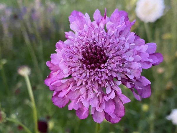 Scabiosa atropurpurea 'Wedding mix grootbloemig' (duifkruid)