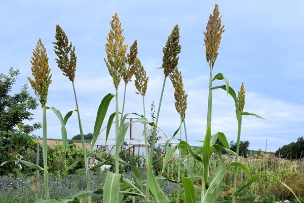 Sorghum