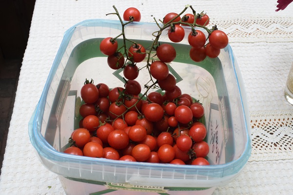 Resistente tomaat
