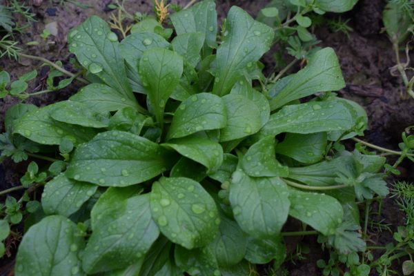 'Grote Noordhollandse'