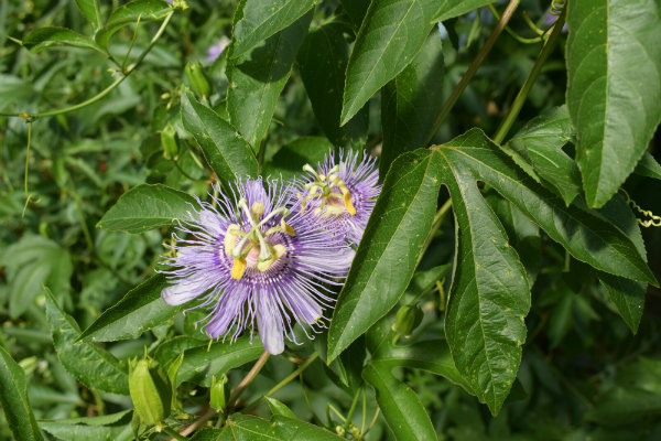 passiflora