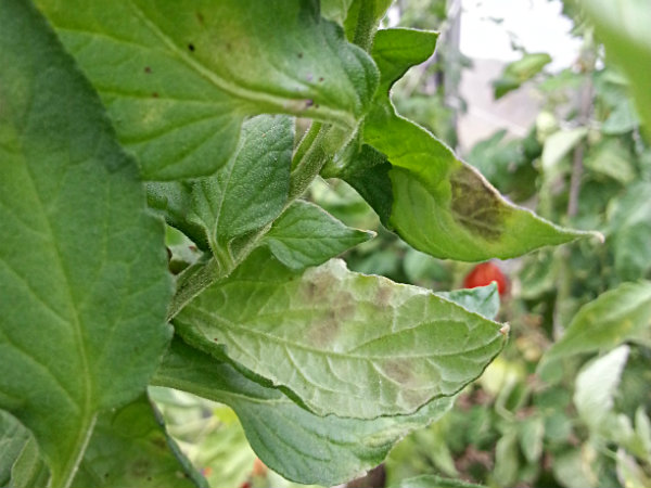 aardappelziekte op tomaat