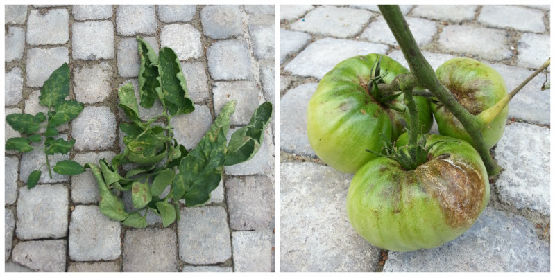 tomatenziekte blad en vruchten