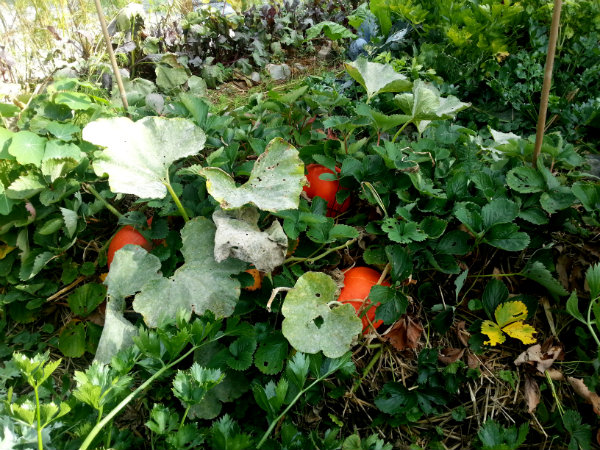 aardbeien leifruit