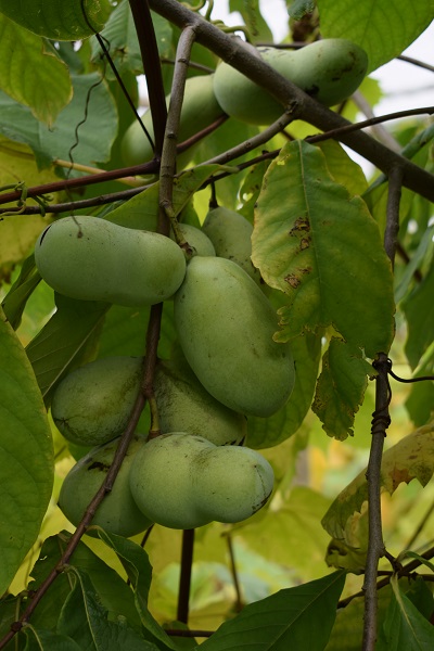 pawpaw vruchten