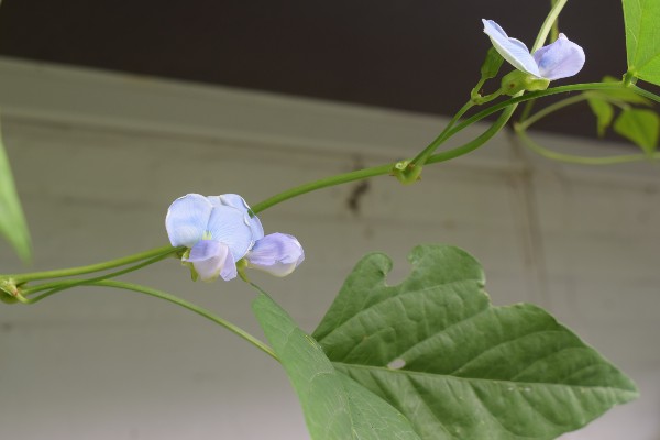 winged bean