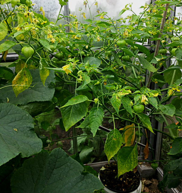 tomatillo in pot