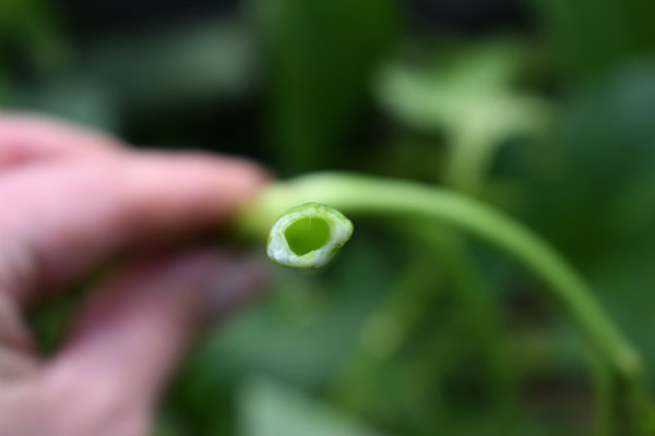 holle stengel van waterspinazie